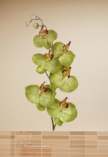 stickers orchidees, stickers orchid�es, stickers orchid�e, stickers fleur orchidee, sticker orchidee, sticker orchid�e, stickers fleurs, sticker autocollant orchid�e, sticker d�co orchid�e, stickers orchidees vertes, stickers orchid�es vertes, stiker fleur verte